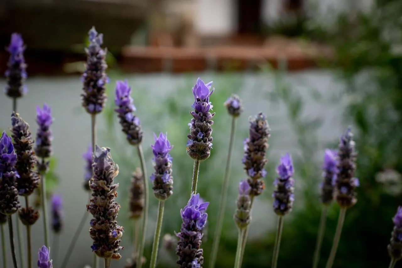 Bed & Breakfast Finca Las Hierbas B&B Alora Spain